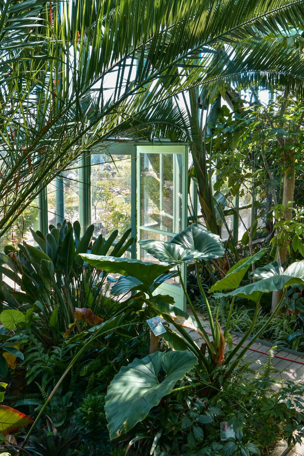 green plants near white wooden framed glass window