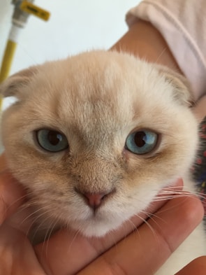 A close-up of a cat being lovingly held by a veterinary nurse wearing a blue uniform
