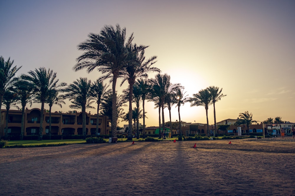 palm trees near body of water during sunset