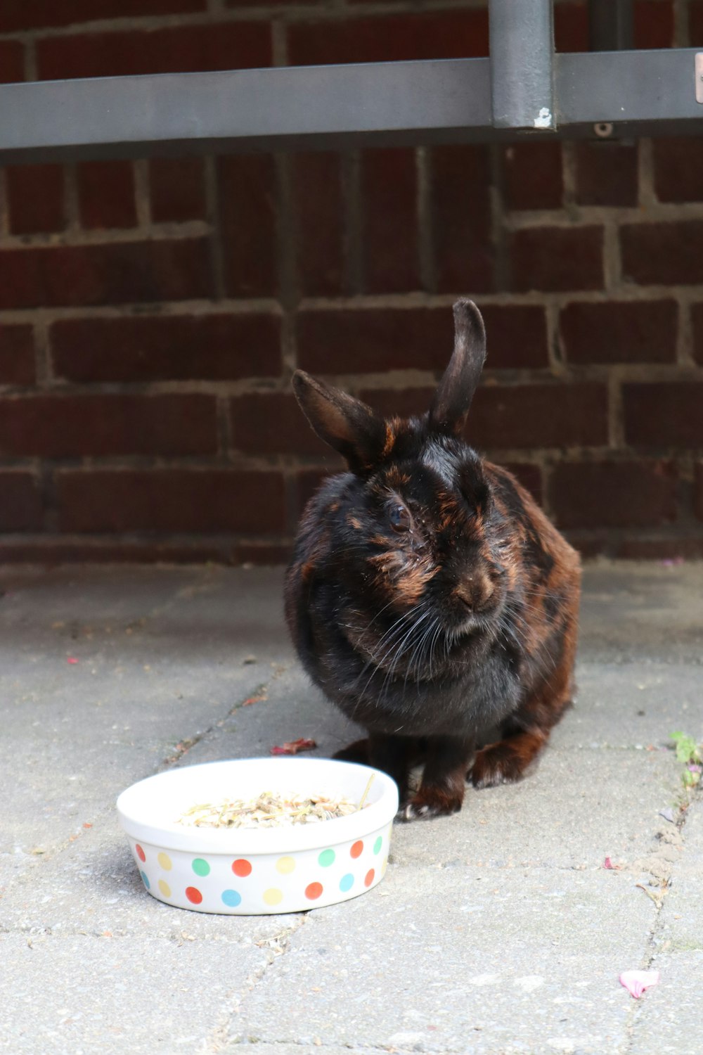 black and brown rabbit eating on white ceramic bowl