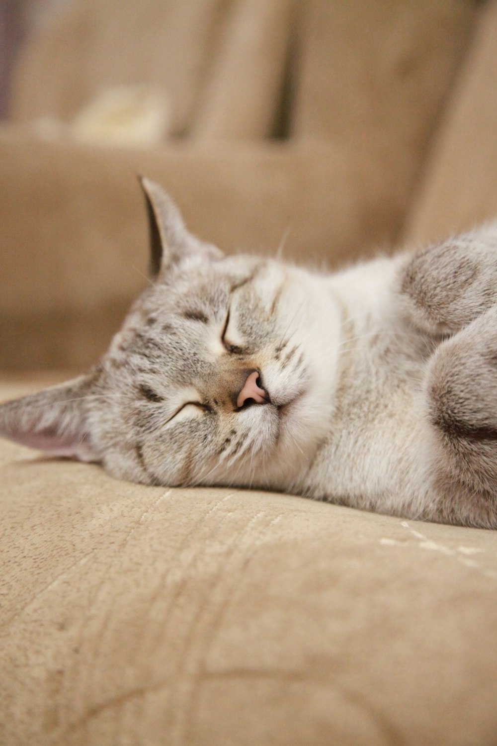 white and gray cat lying on brown textile