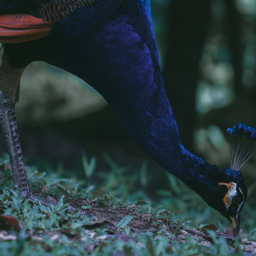 blue peacock on brown dried leaves