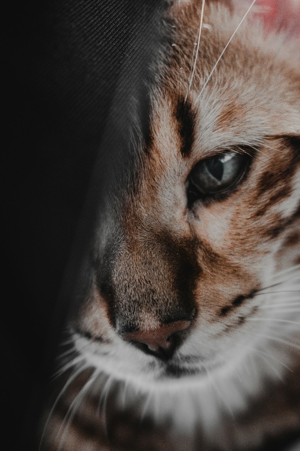 brown and white cat in close up photography