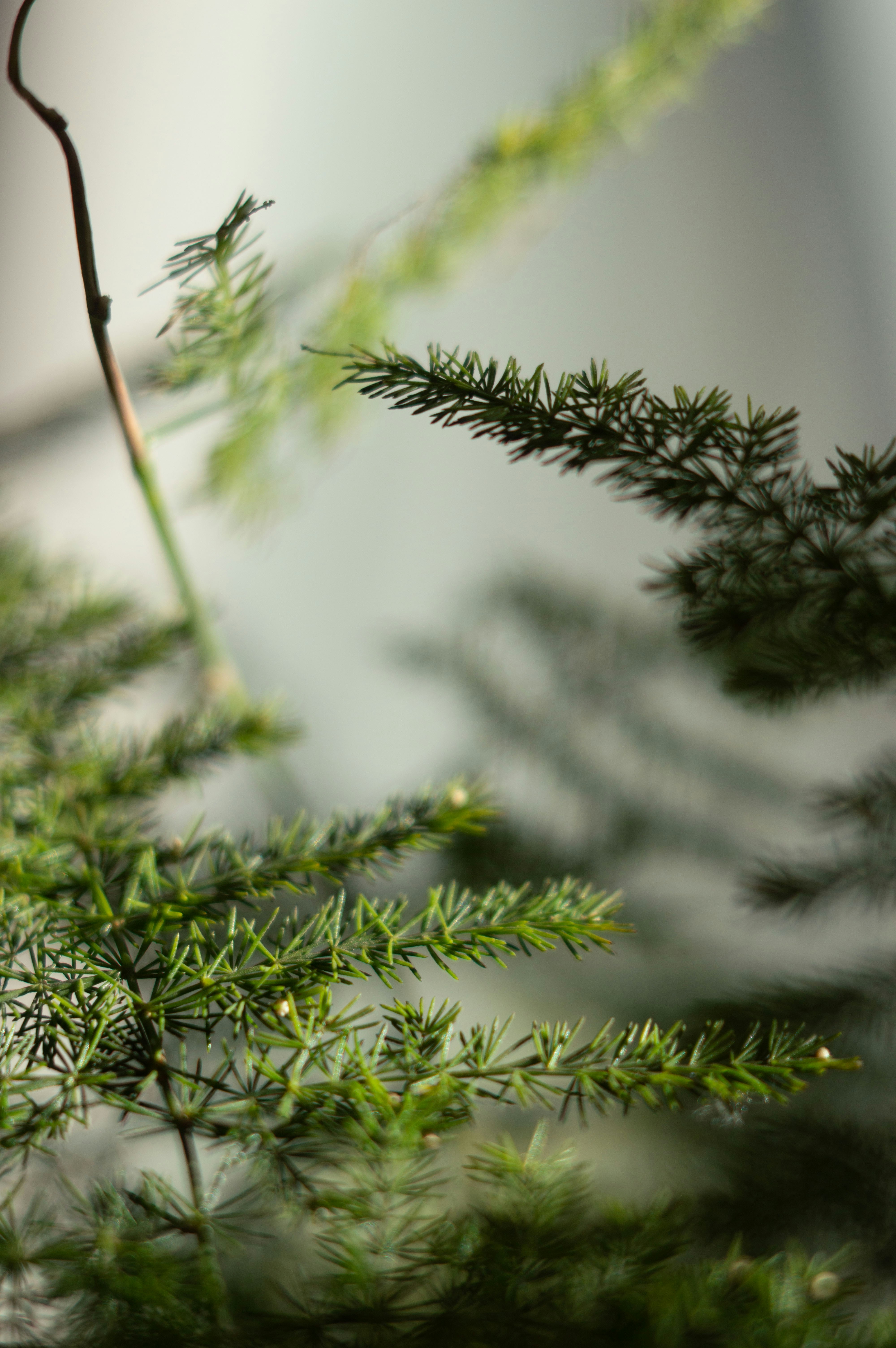 Photo by renatopizarro