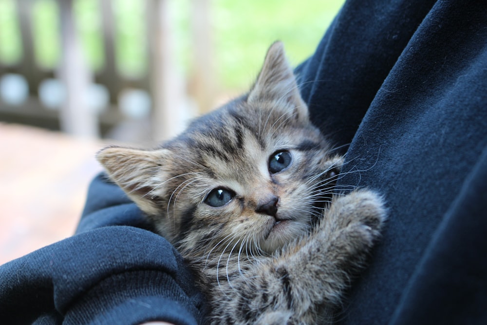 ブルーデニムジーンズに茶色のぶち猫