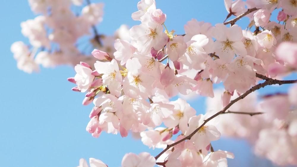 pink cherry blossom in bloom during daytime