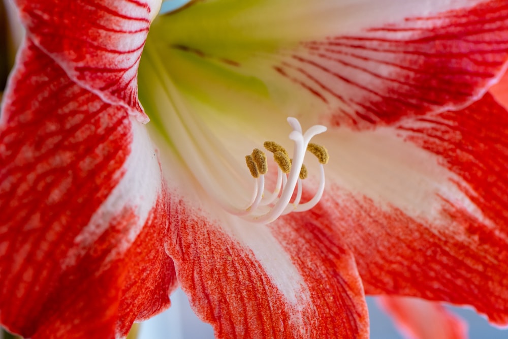 red and yellow flower in macro photography