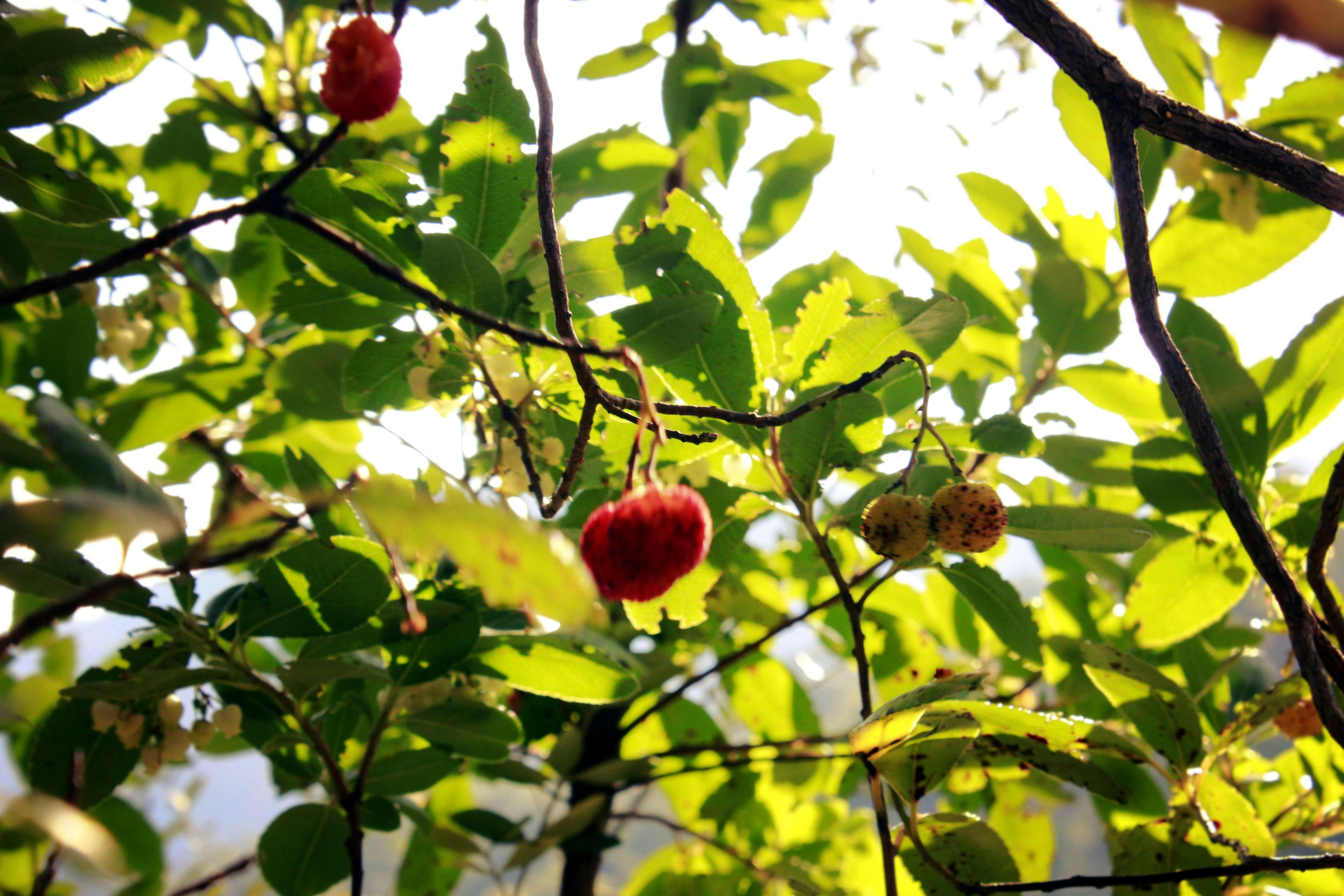 Photo by daniguitarra