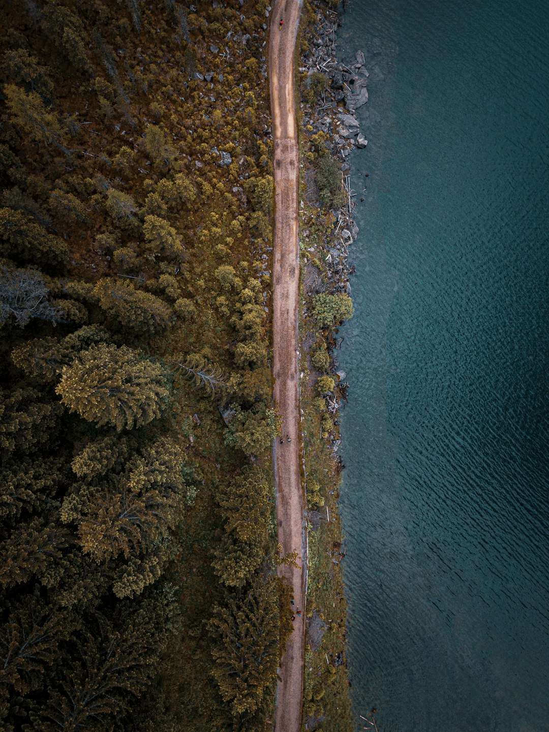 aerial view of green trees beside body of water during daytime