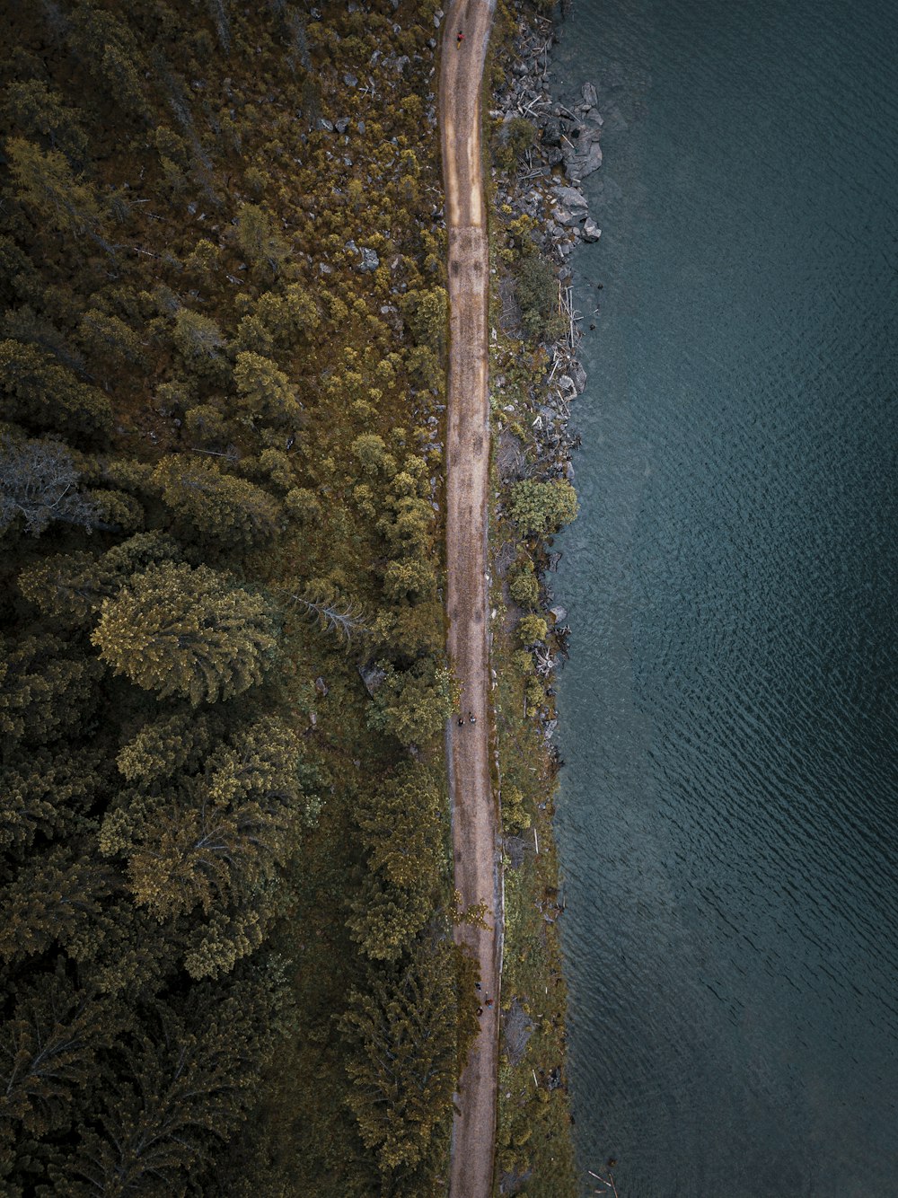 aerial view of green trees beside body of water during daytime