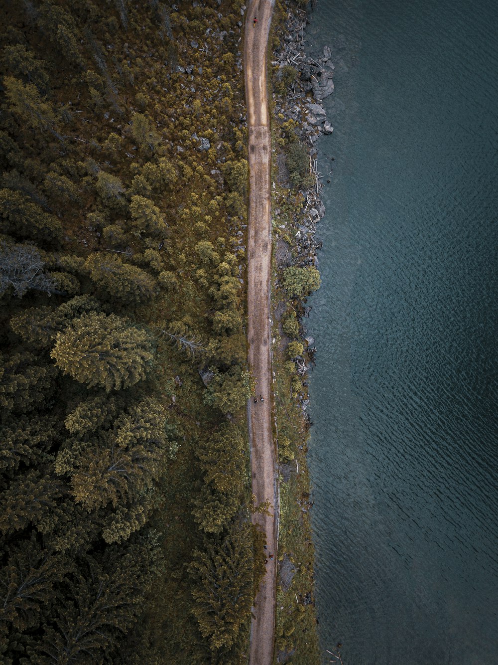 Vue aérienne d’arbres verts au bord d’un plan d’eau pendant la journée