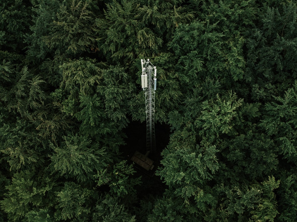 aerial view of green trees