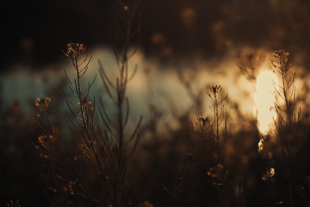 brown grass in close up photography