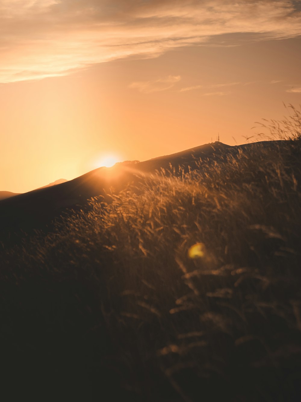 silhouette of grass during sunset