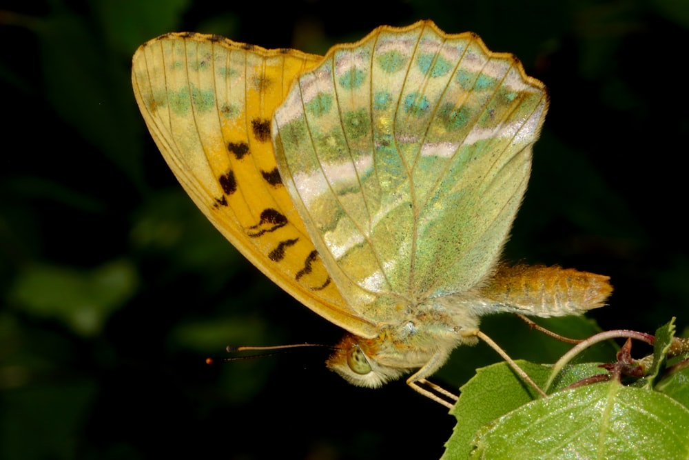 yellow and green butterfly in close up photography during daytime