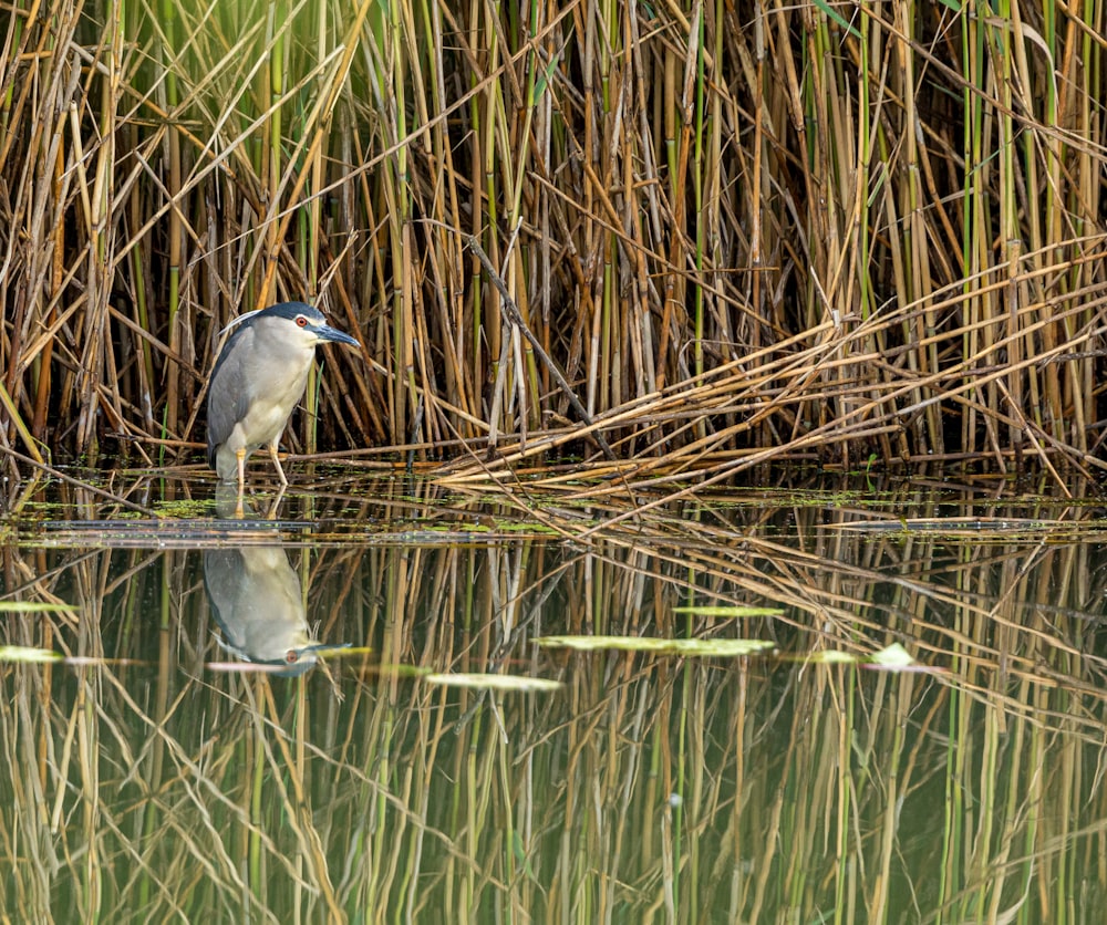 blau-weißer Vogel auf braunem Bambusstab