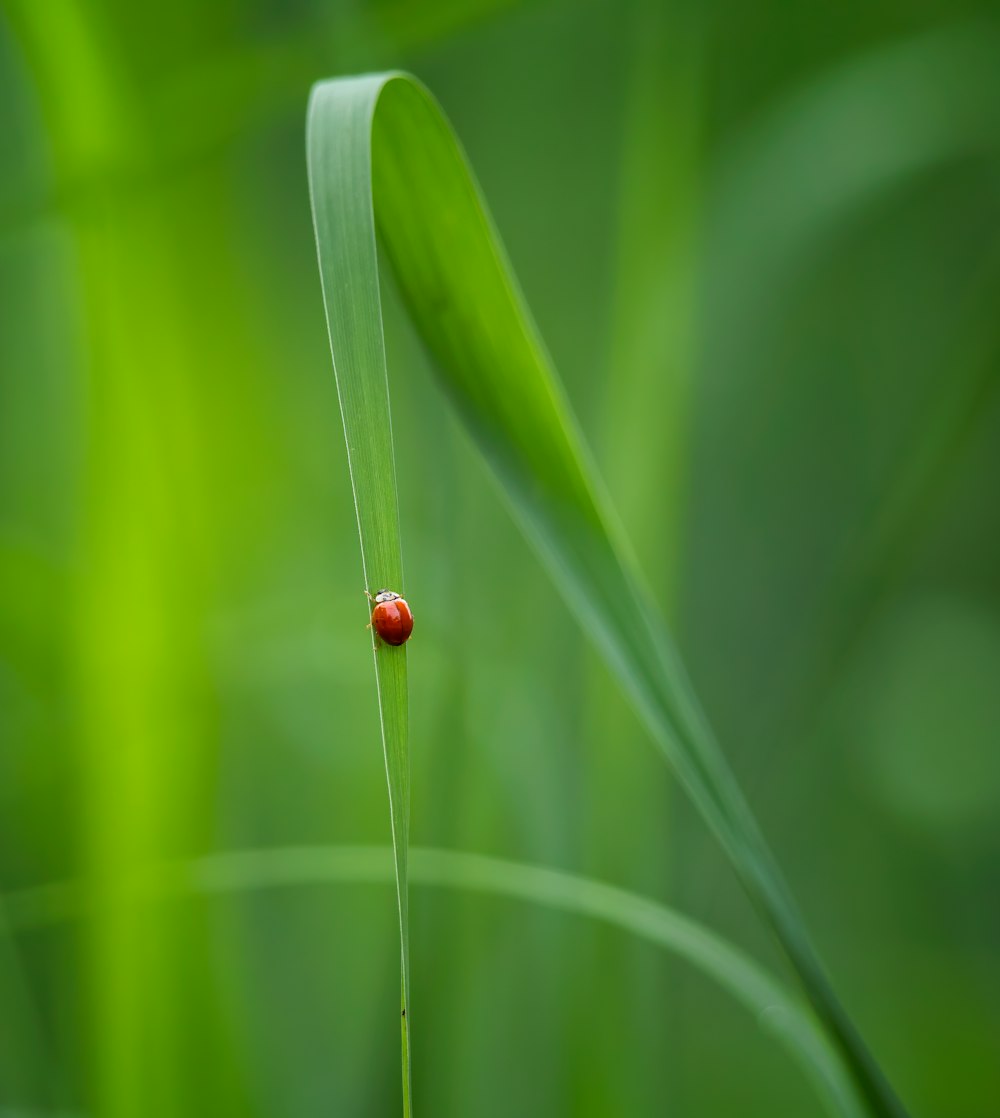 red ladybug on green leaf