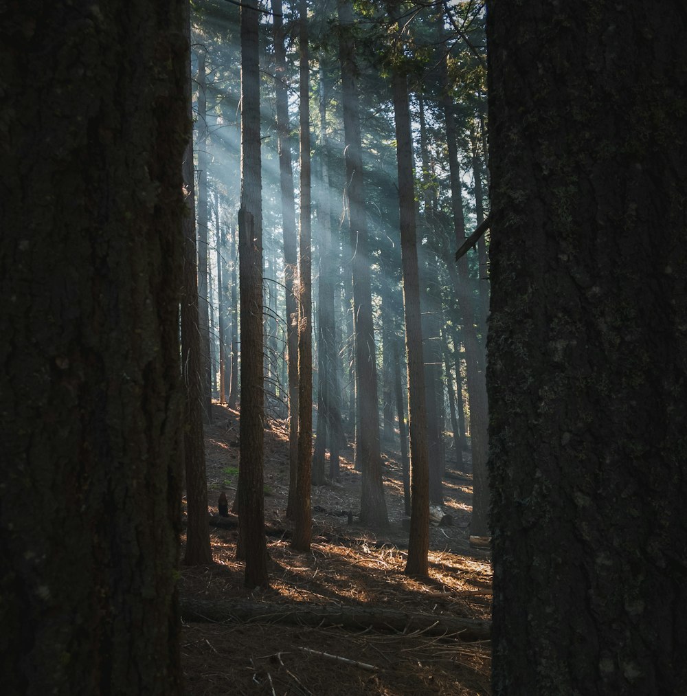 brown tree trunk during daytime