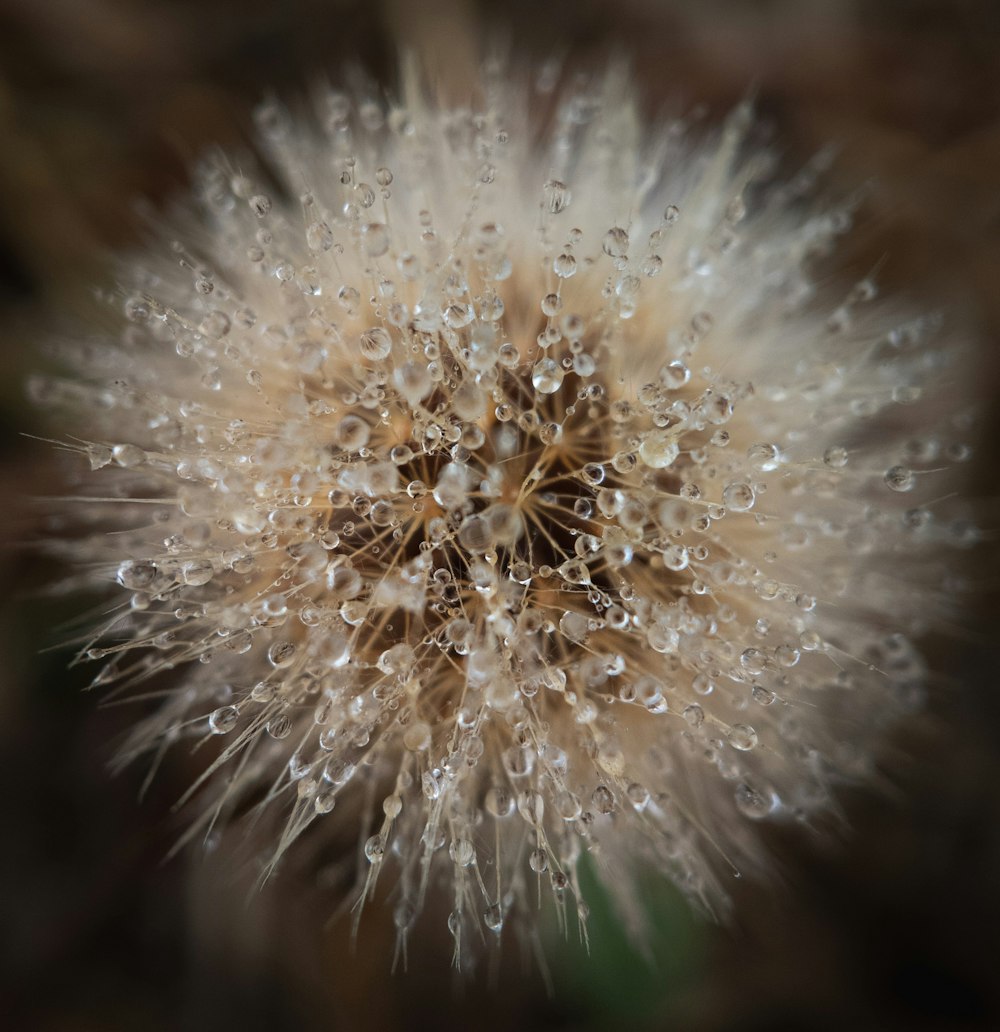 white dandelion in close up photography