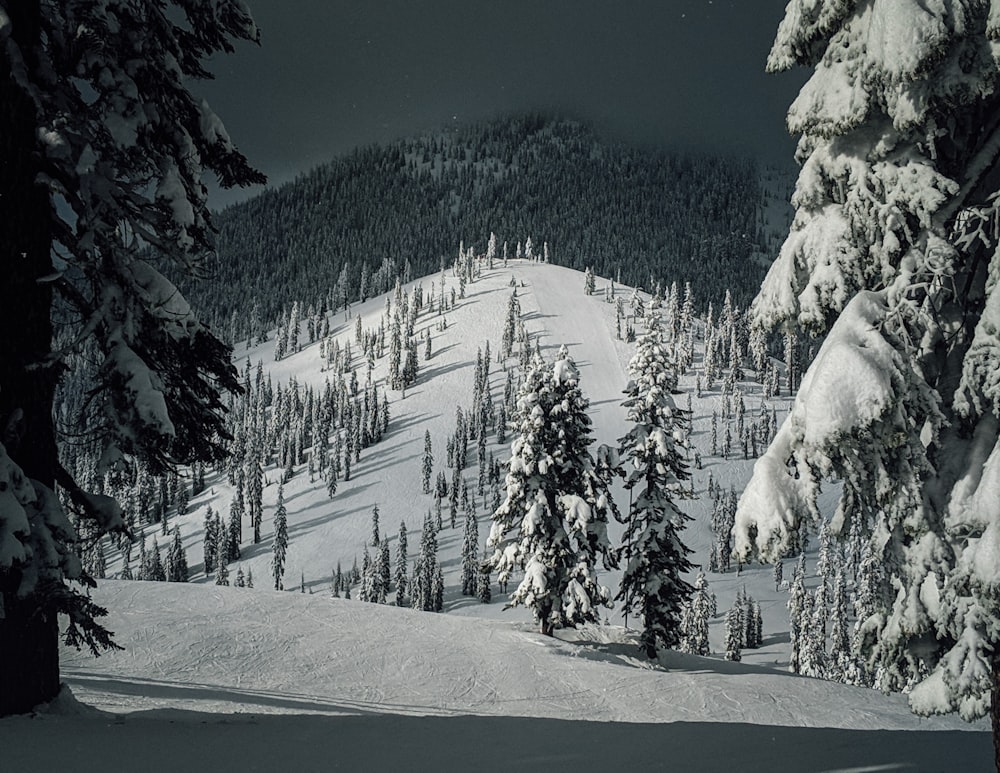 snow covered pine trees during night time