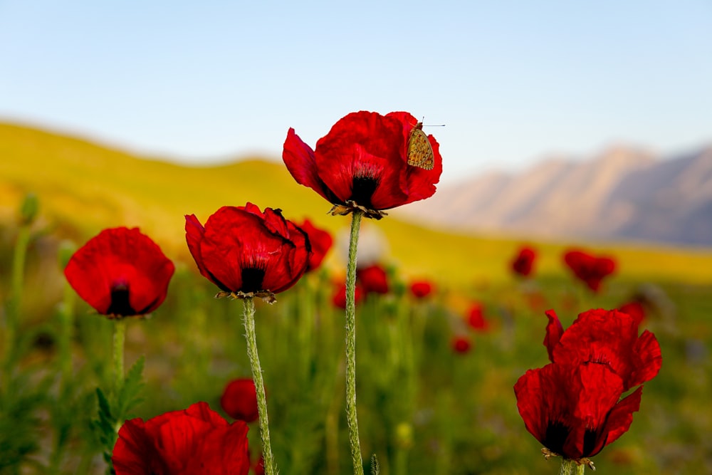 red flower in the field during daytime