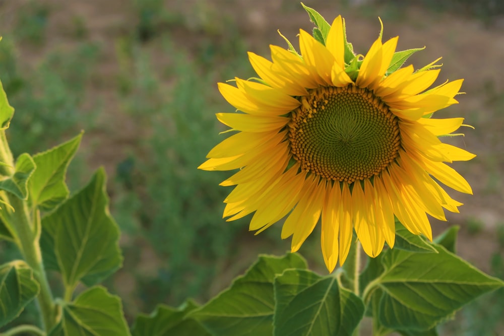 yellow sunflower in close up photography