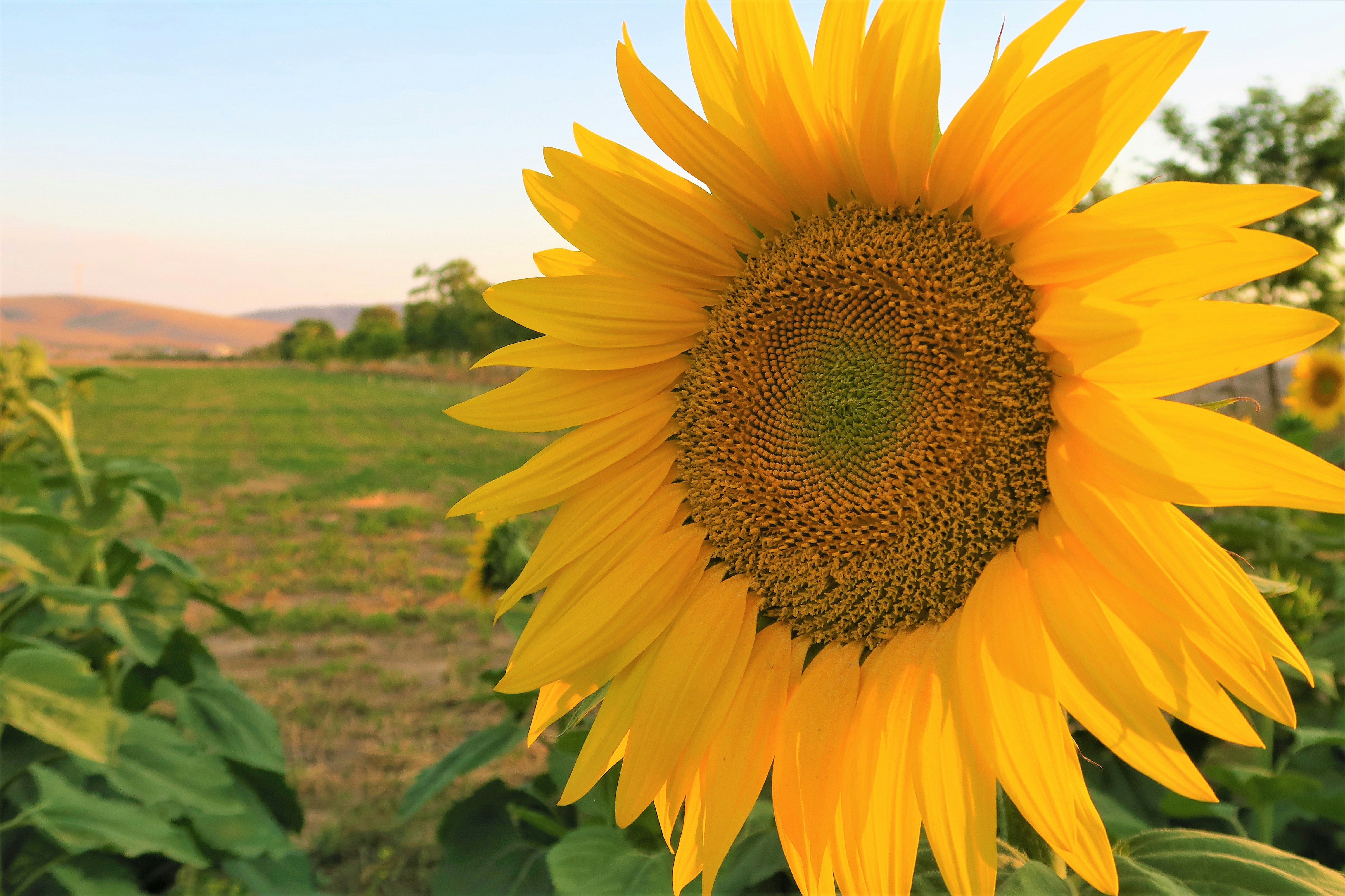 tournesol jaune dans un champ d’herbe verte pendant la journée
