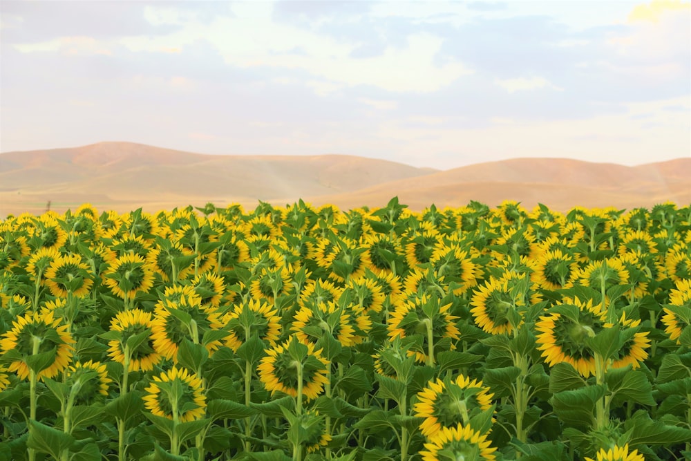 yellow flower field during daytime