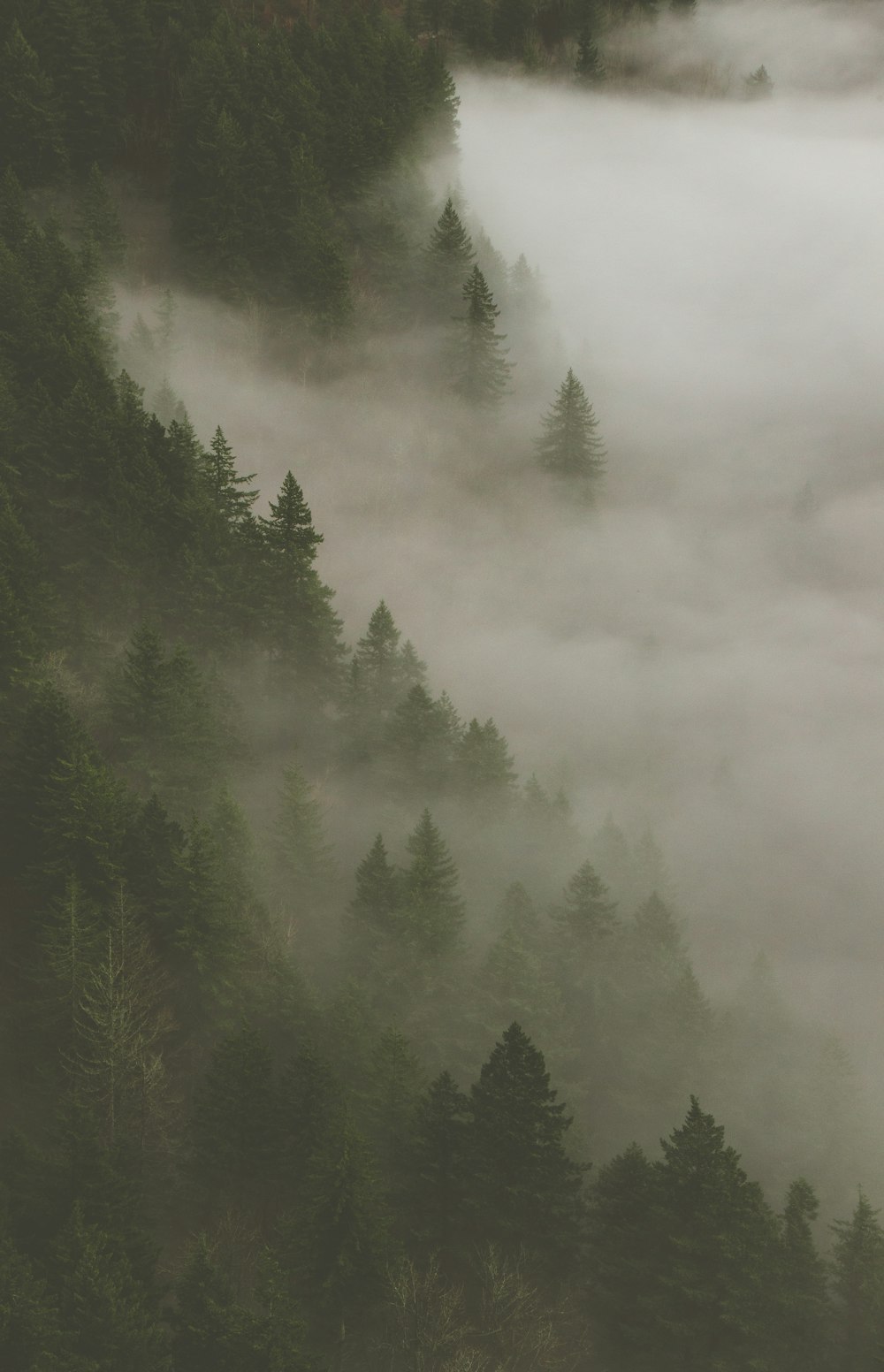 green trees covered by fog