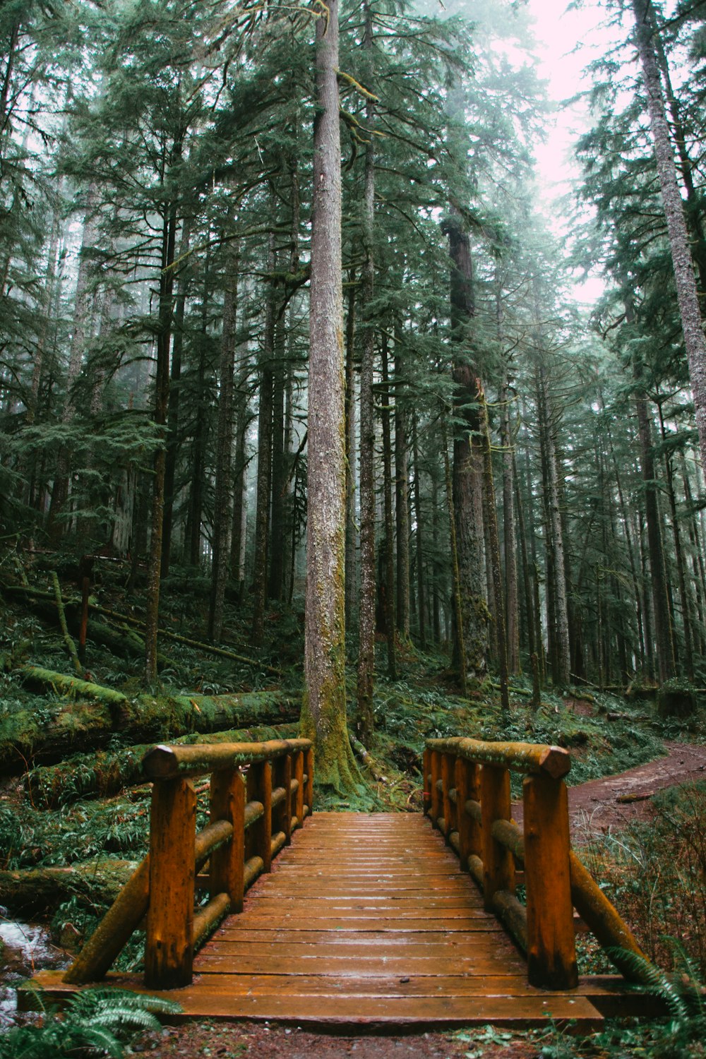 brown wooden bridge in the woods