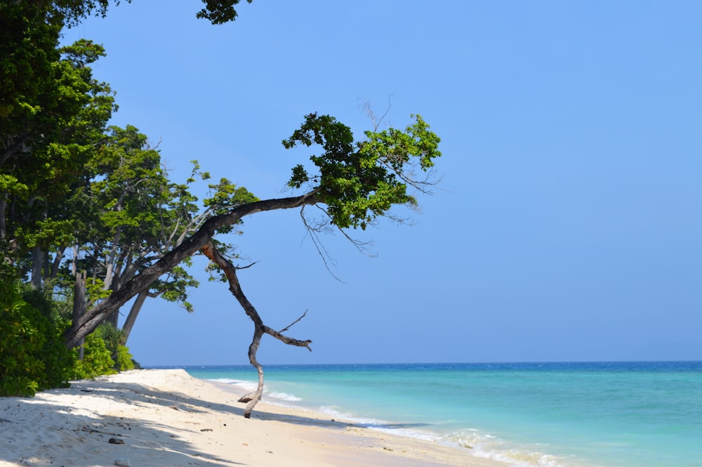 albero verde sulla spiaggia di sabbia bianca durante il giorno