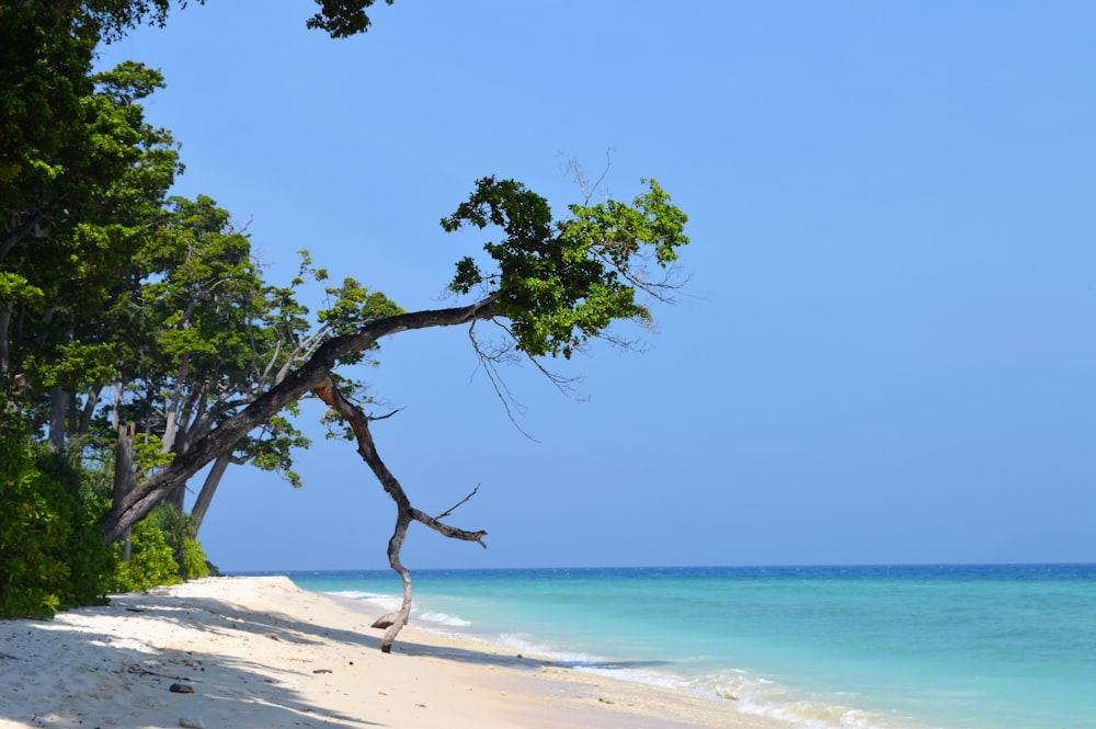 grüner Baum am weißen Sandstrand tagsüber