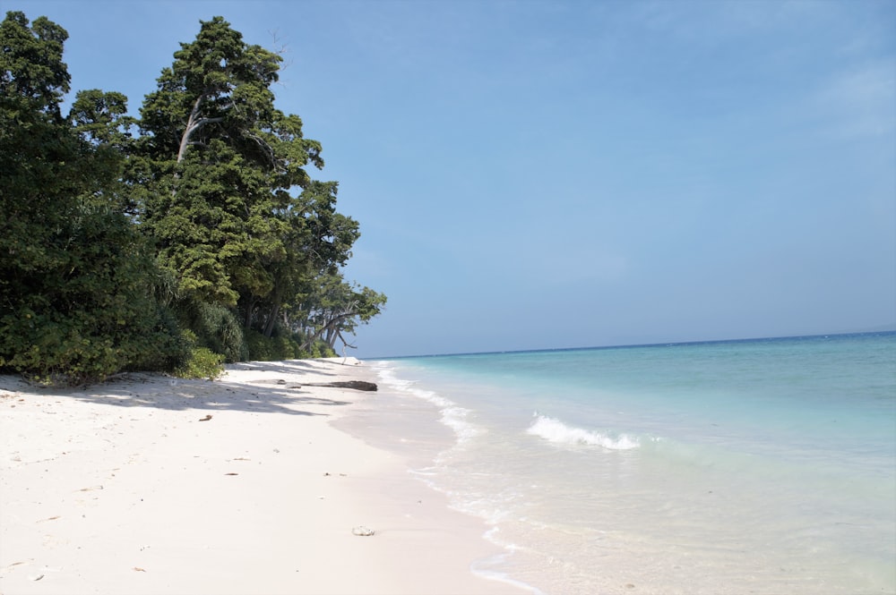 green trees on white sand beach during daytime