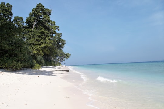 green trees on white sand beach during daytime in Andaman and Nicobar Islands India