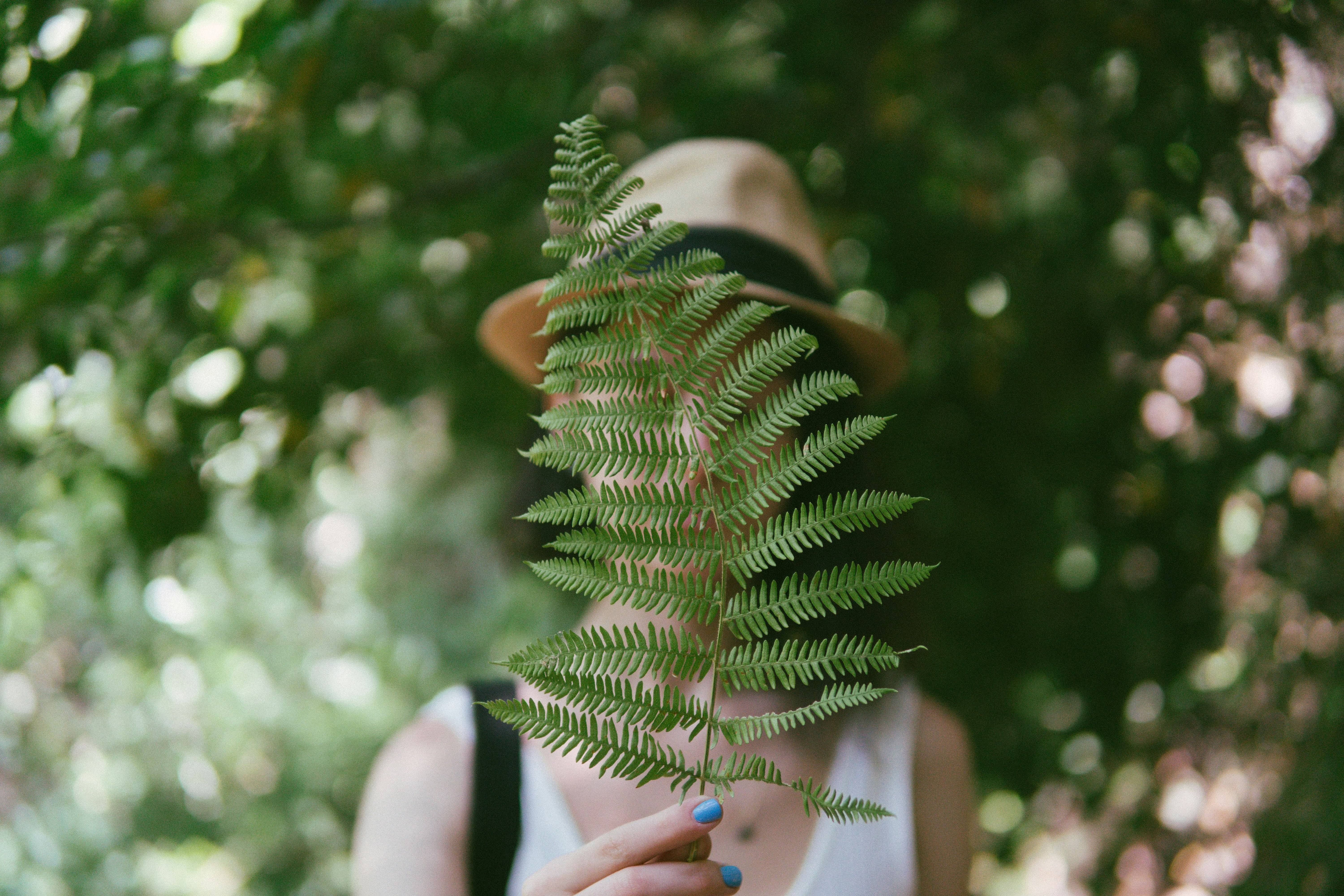 person holding green pine tree leaves