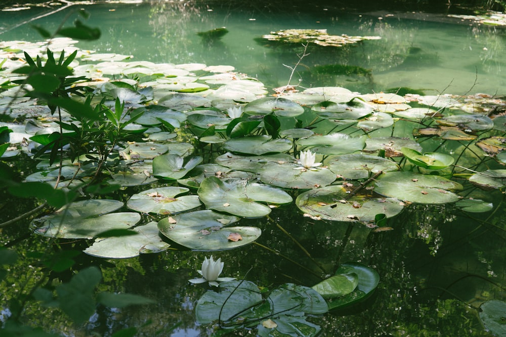 green water lilies on water