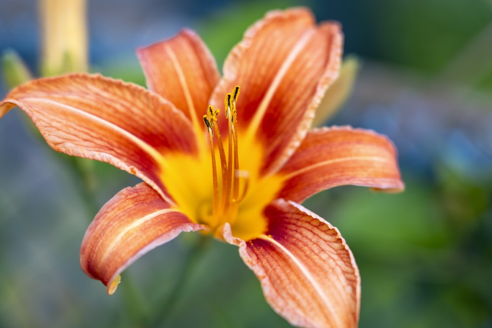 red and yellow flower in macro shot