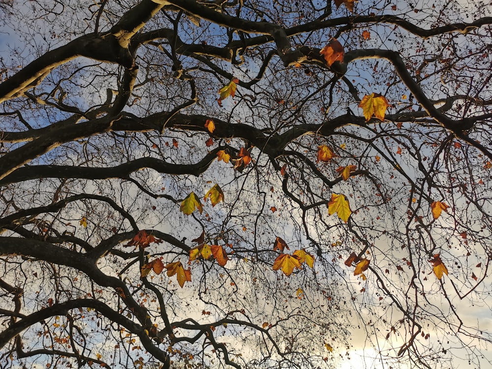 brown leaves on brown tree branch during daytime