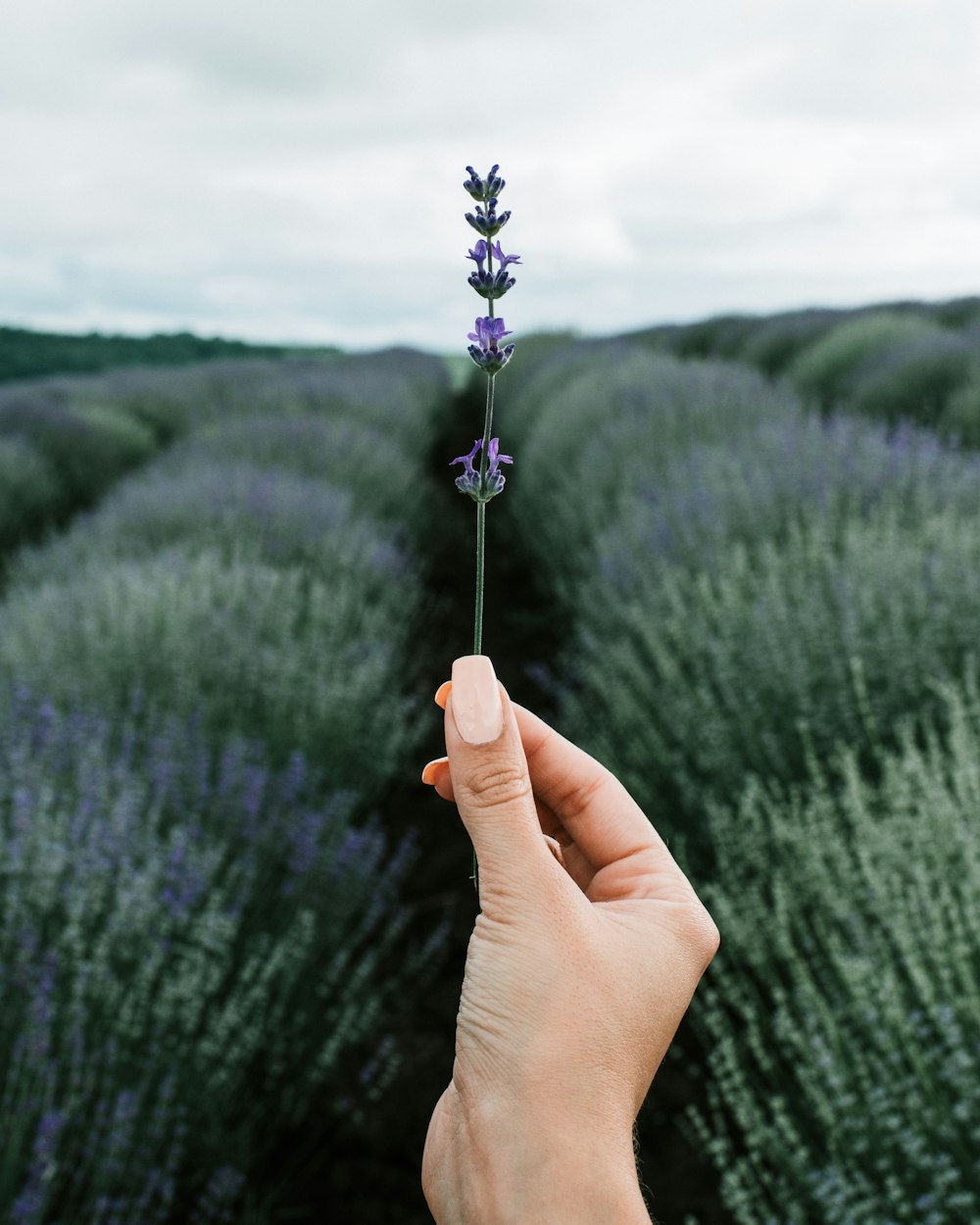 person holding purple flower during daytime