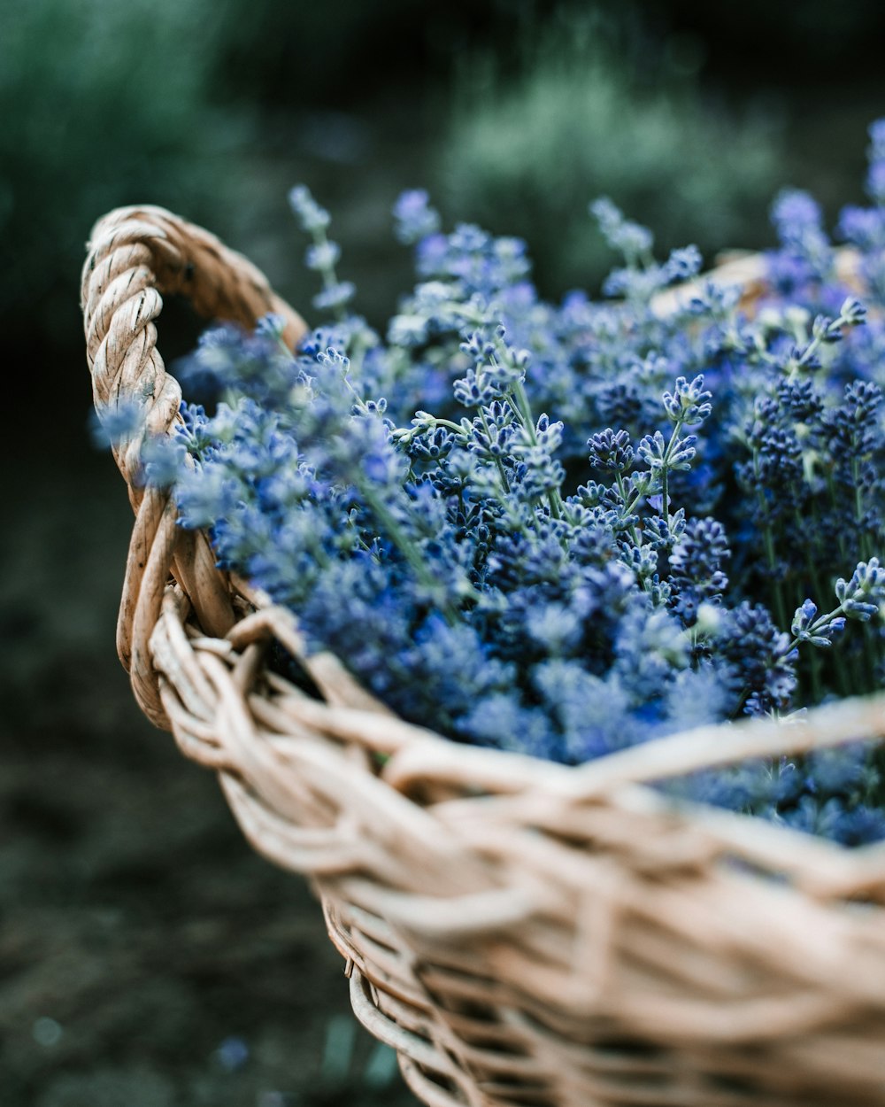 blue flowers in brown woven basket