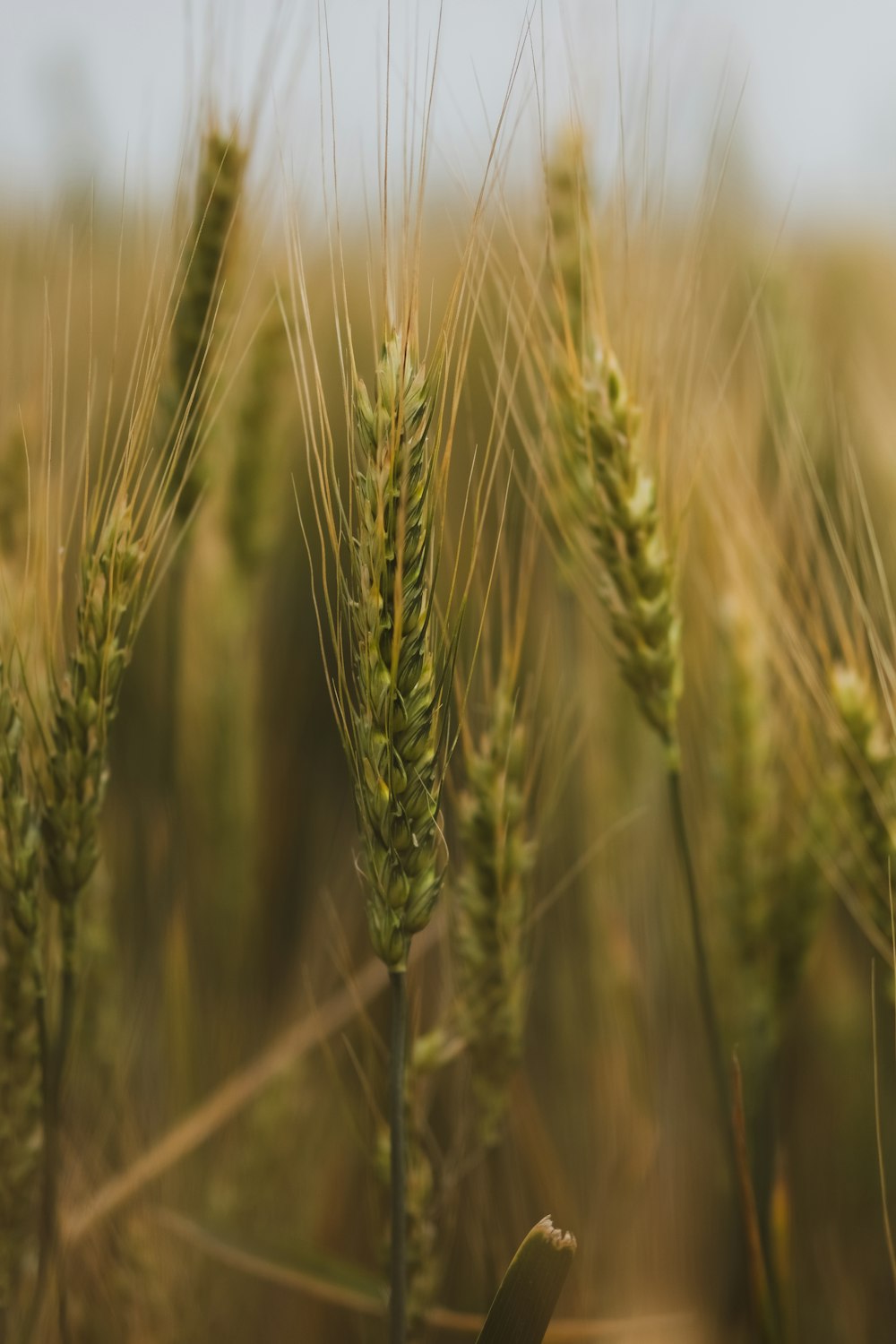 green wheat in close up photography