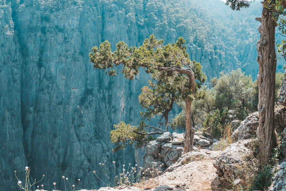 green and brown trees beside blue wall