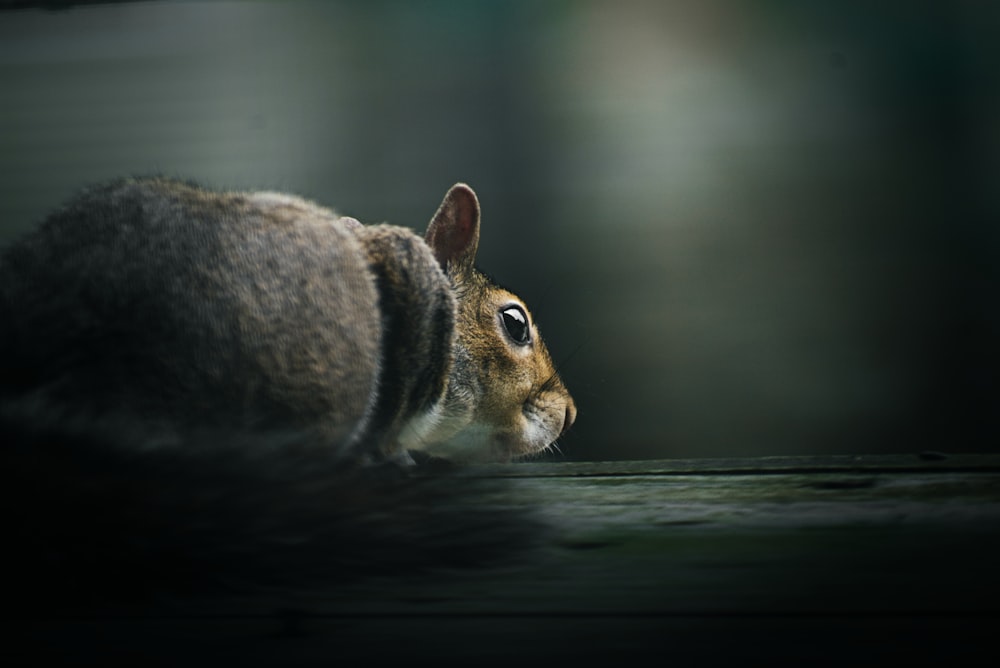 lapin brun et blanc sur surface en bois noir