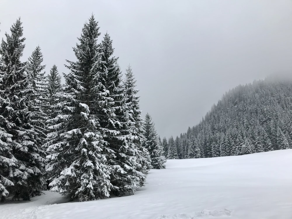 green pine trees covered with snow