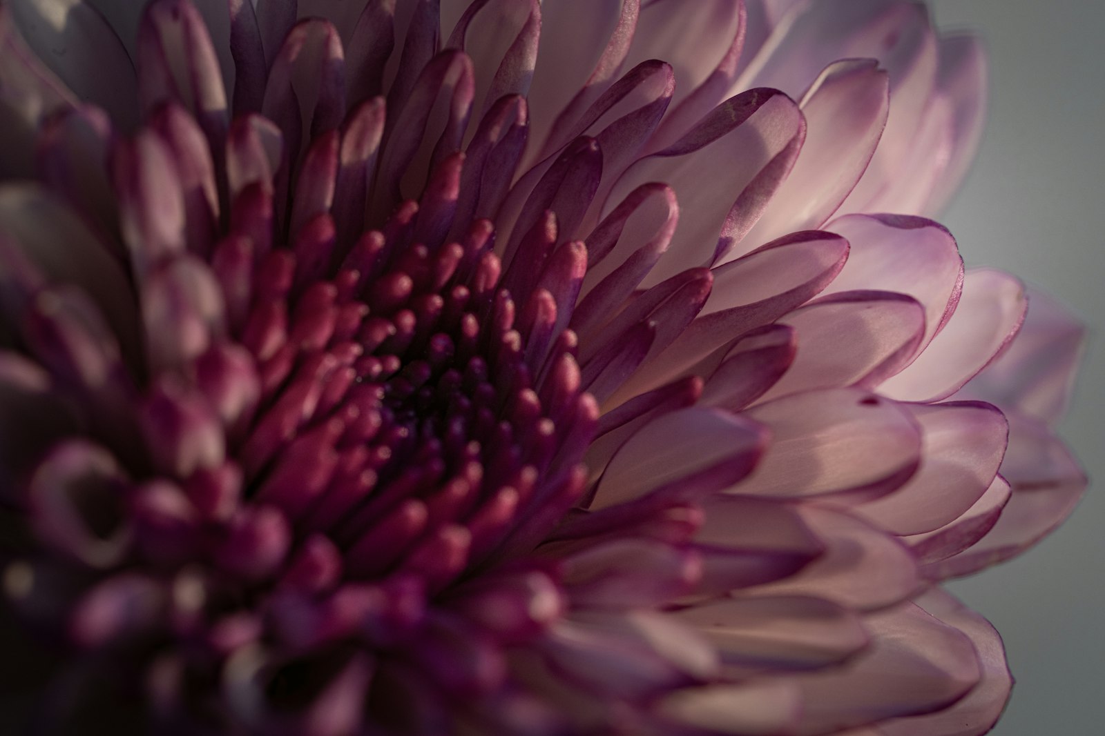Sony a7R IV + Sony FE 90mm F2.8 Macro G OSS sample photo. Purple and white flower photography