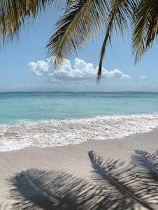 green palm tree on beach during daytime
