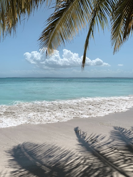 green palm tree on beach during daytime