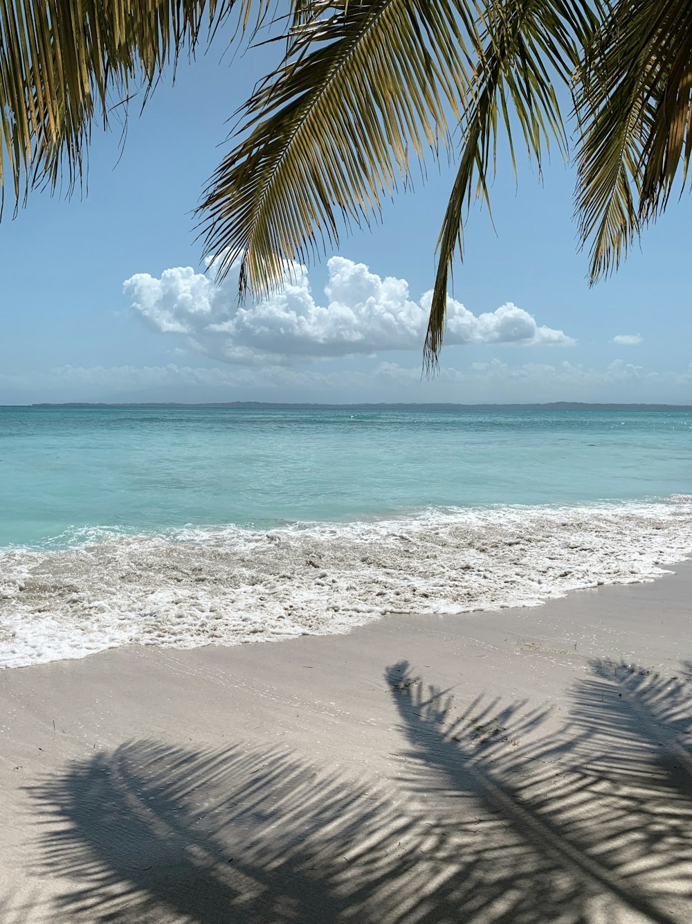 palmeira verde na praia durante o dia