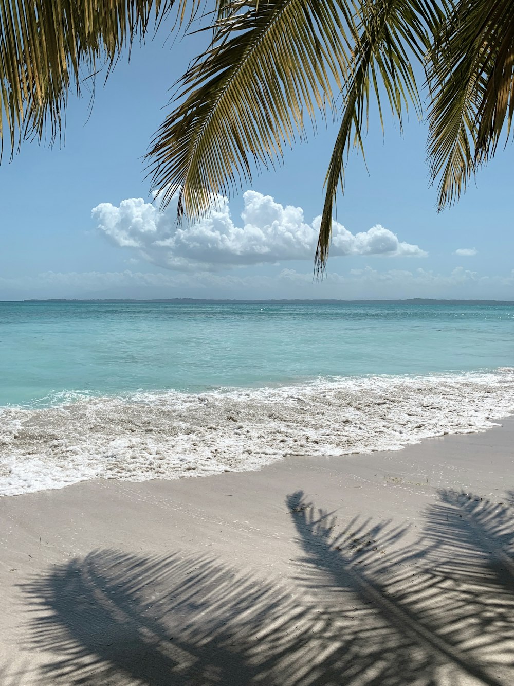 Palmera verde en la playa durante el día