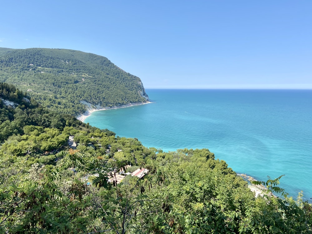 green trees near blue sea under blue sky during daytime